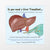 So you need a Liver Transplant...A guide to all the ins & outs of getting a new liver