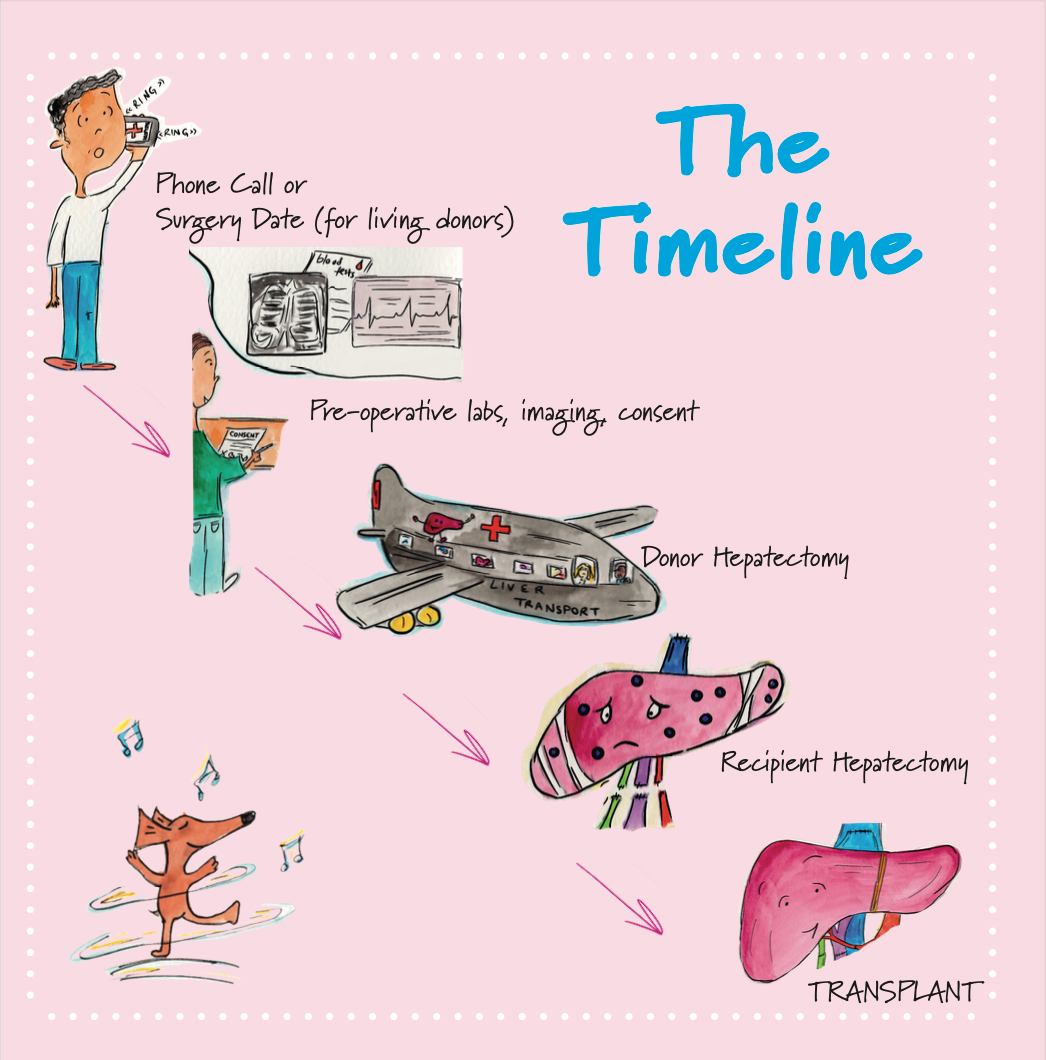 Liver Transplantation, Part Three: Time for Surgery!